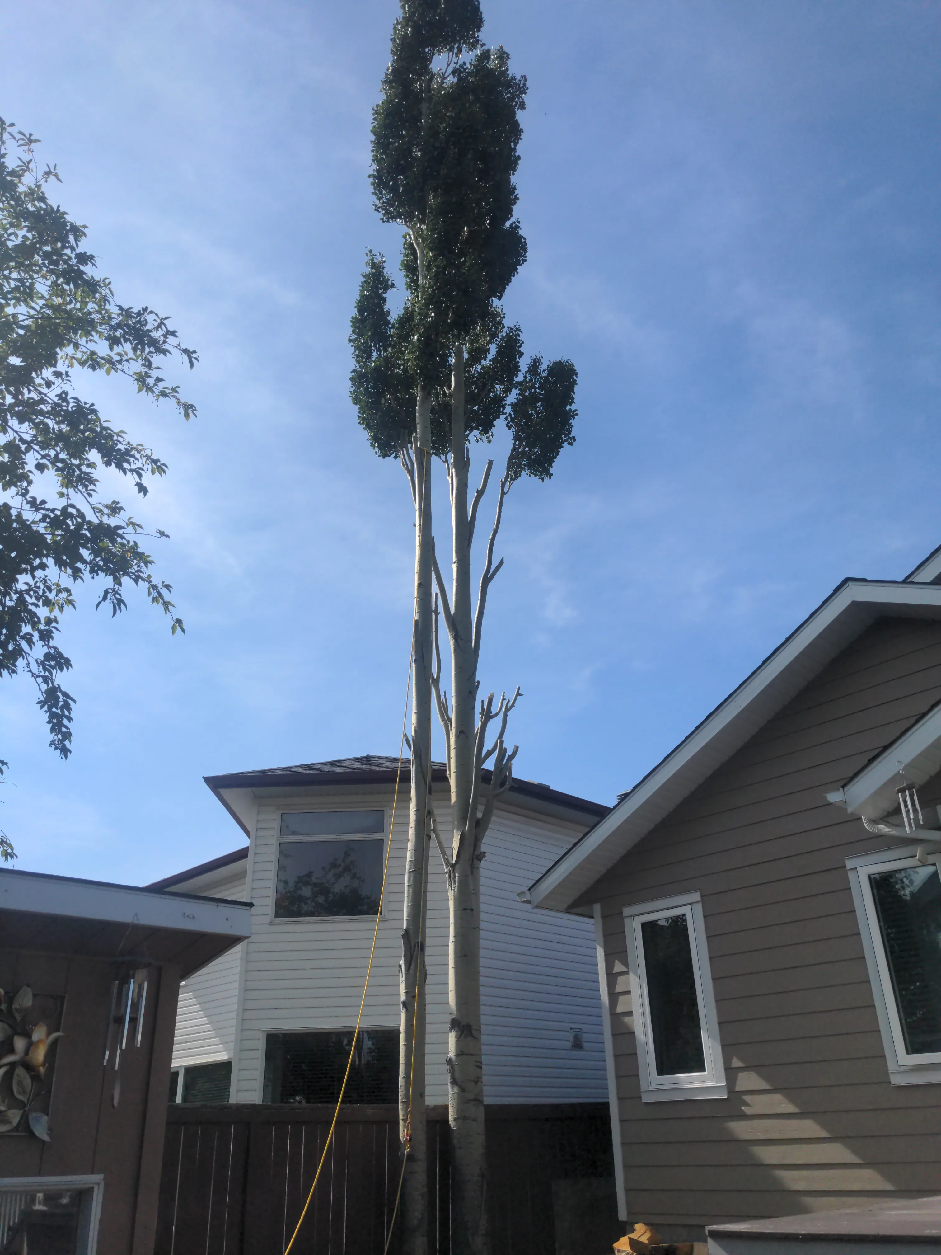 Aspen removal 2024, limbing