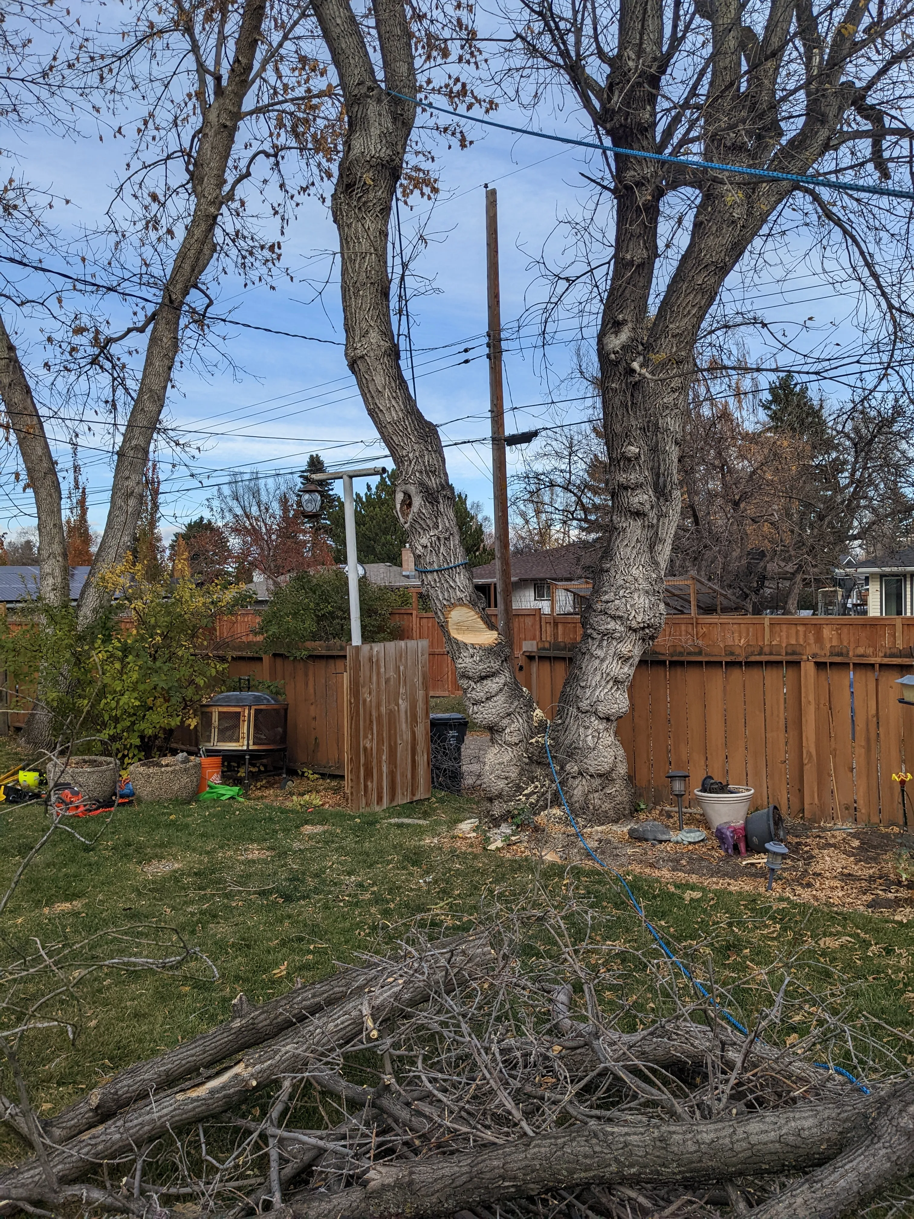 removal_maple_2025_1