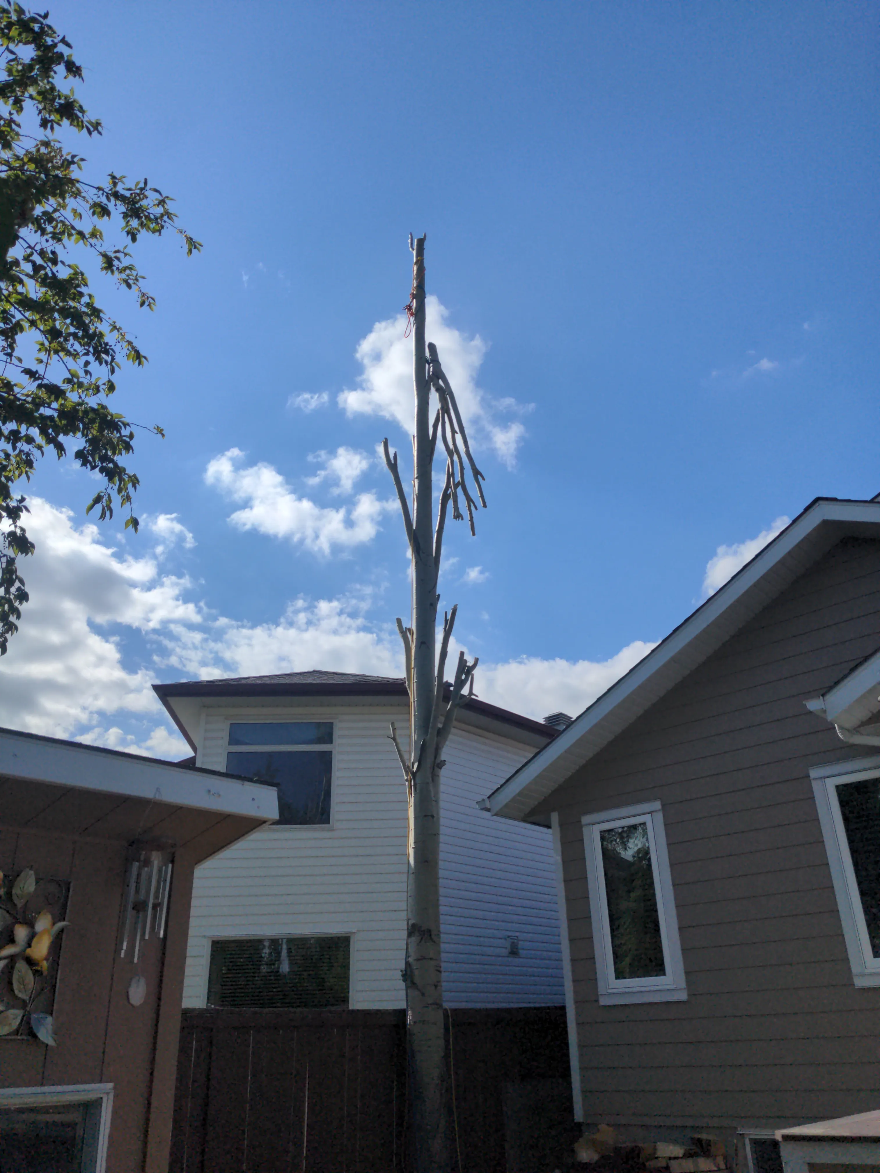 Aspen removal 2024, topping