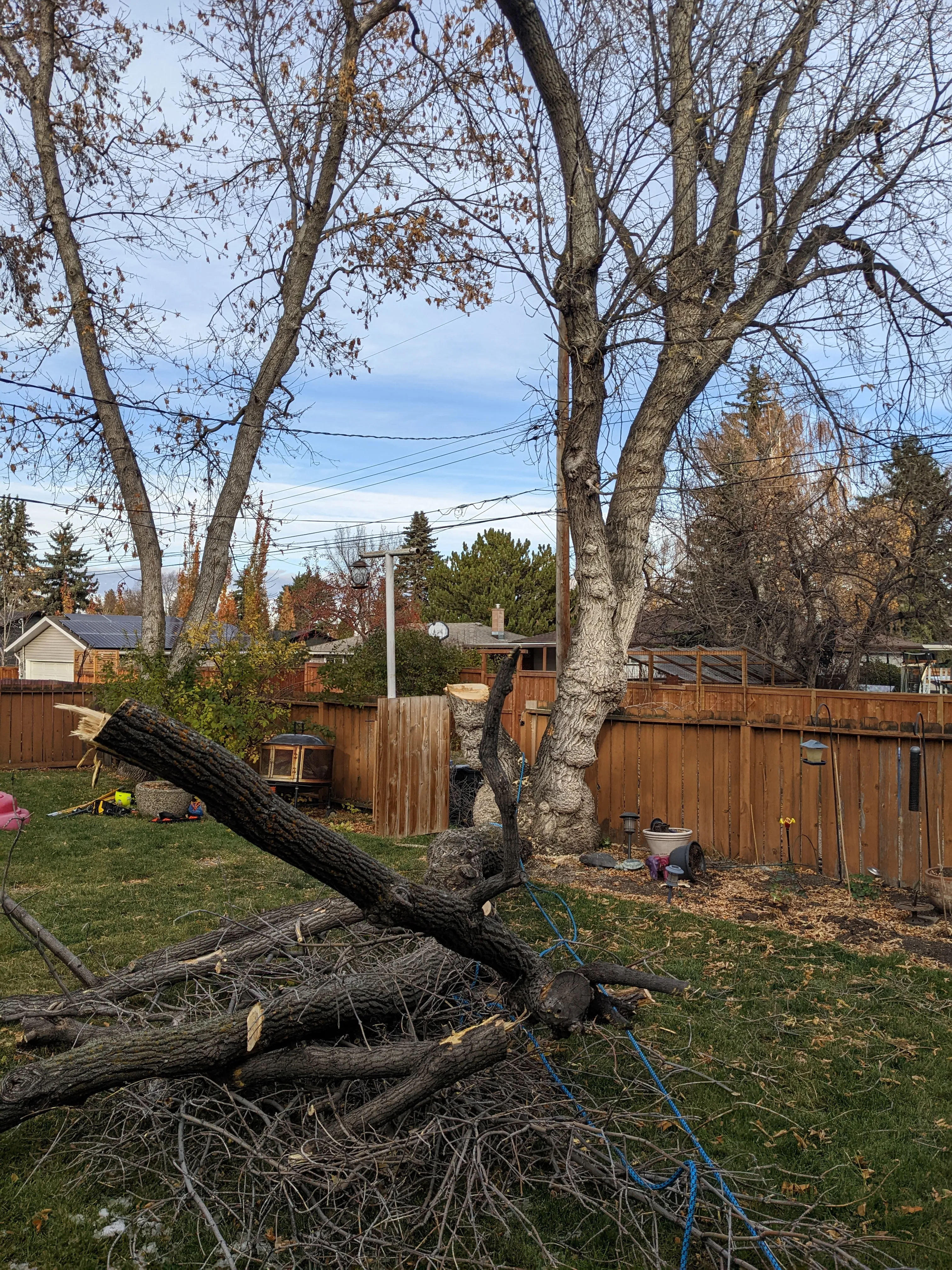 removal_maple_2025_2