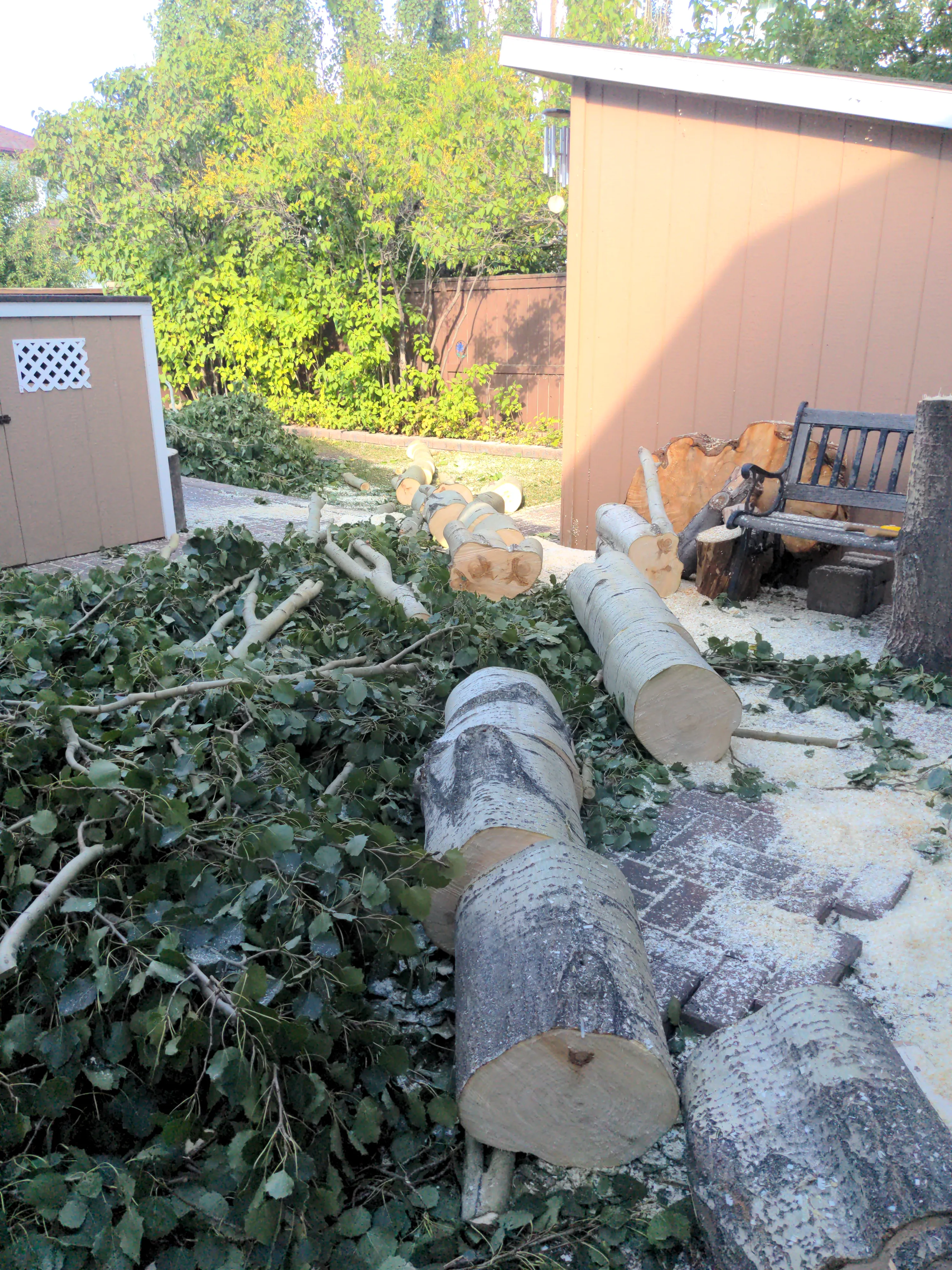 Aspen removal 2024, felling
