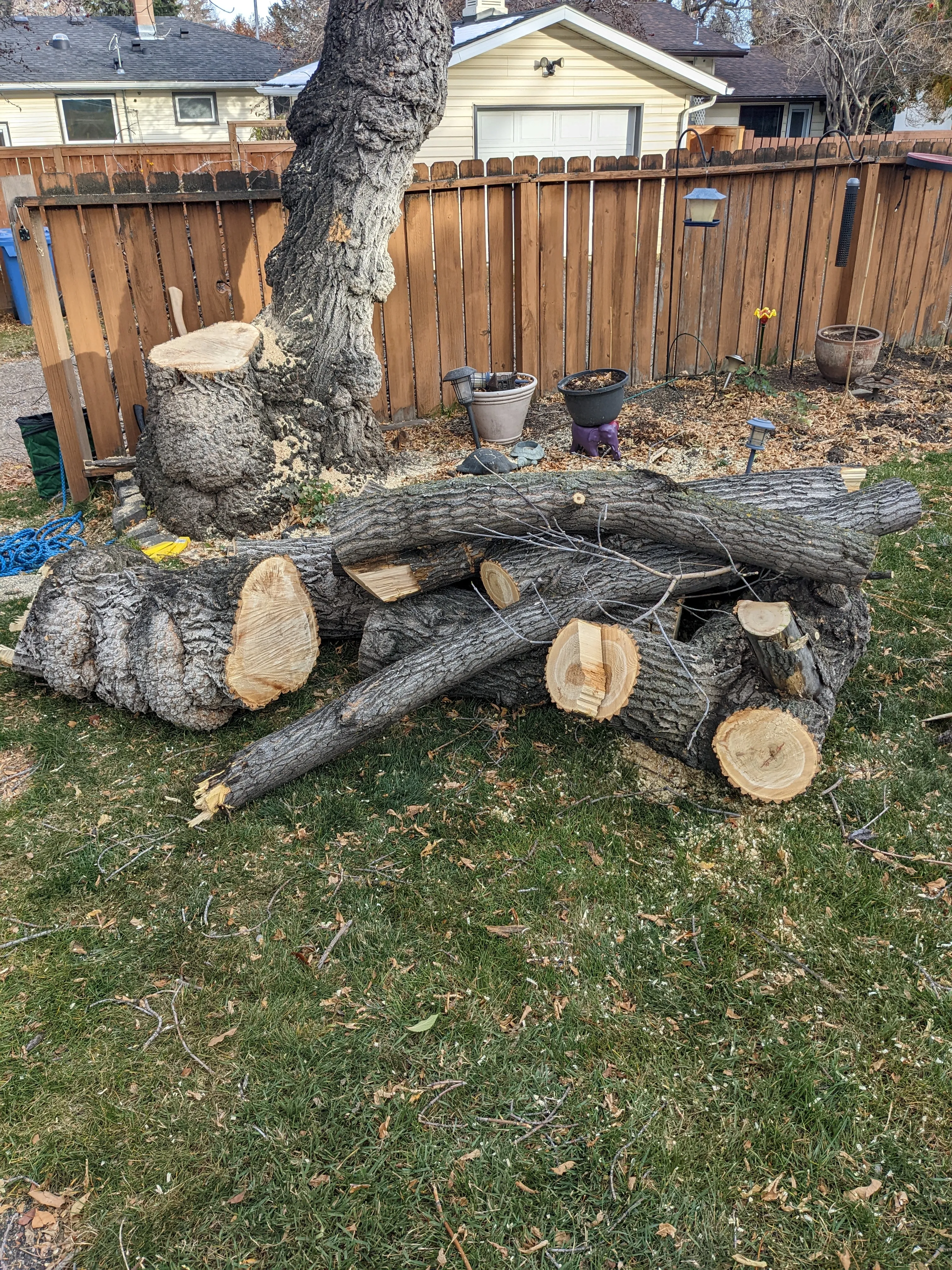 removal_maple_2025_3