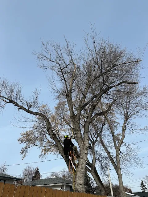 removal_maple_2025_4