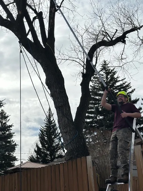 removal_maple_2025_5