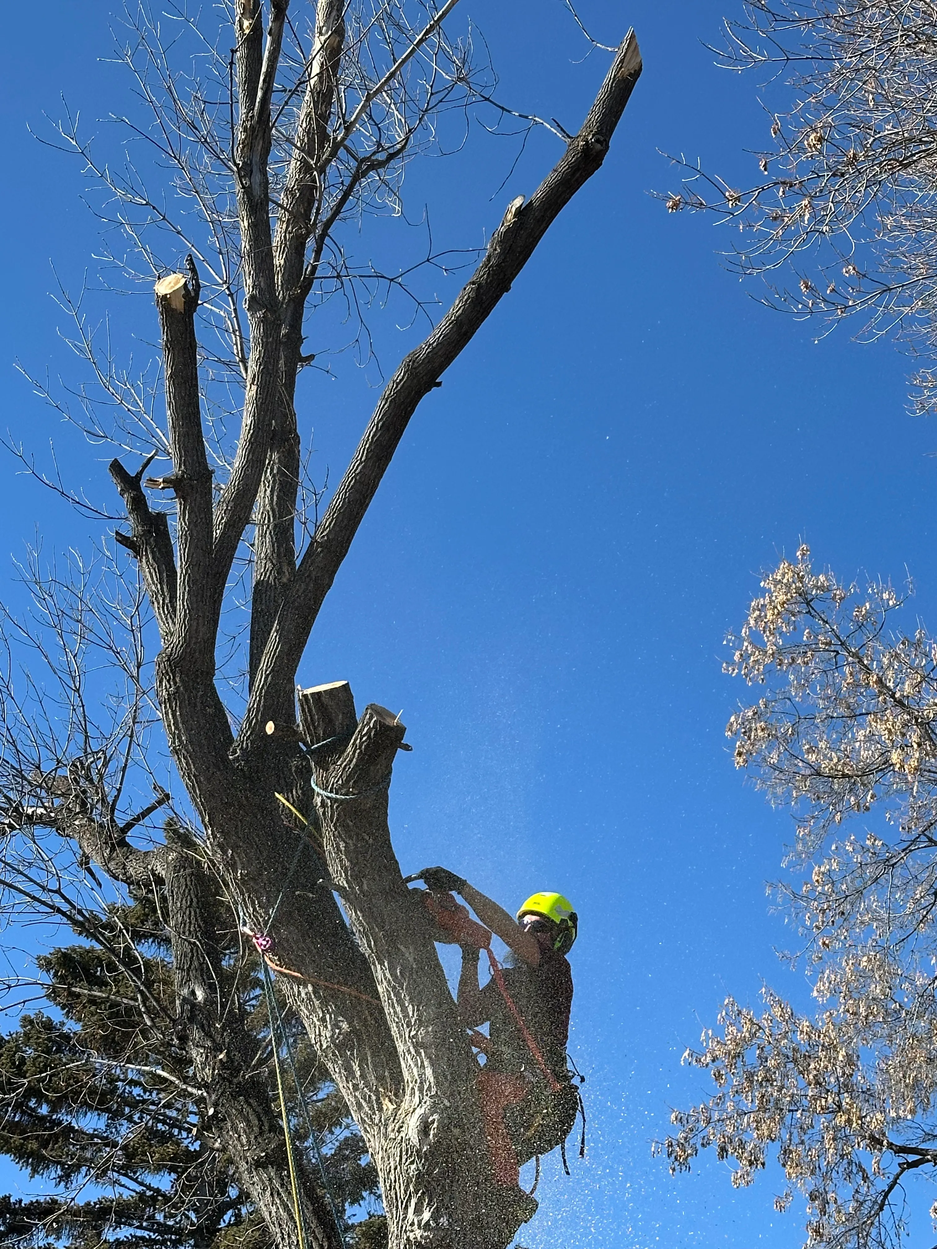 removal_maple_2025_6