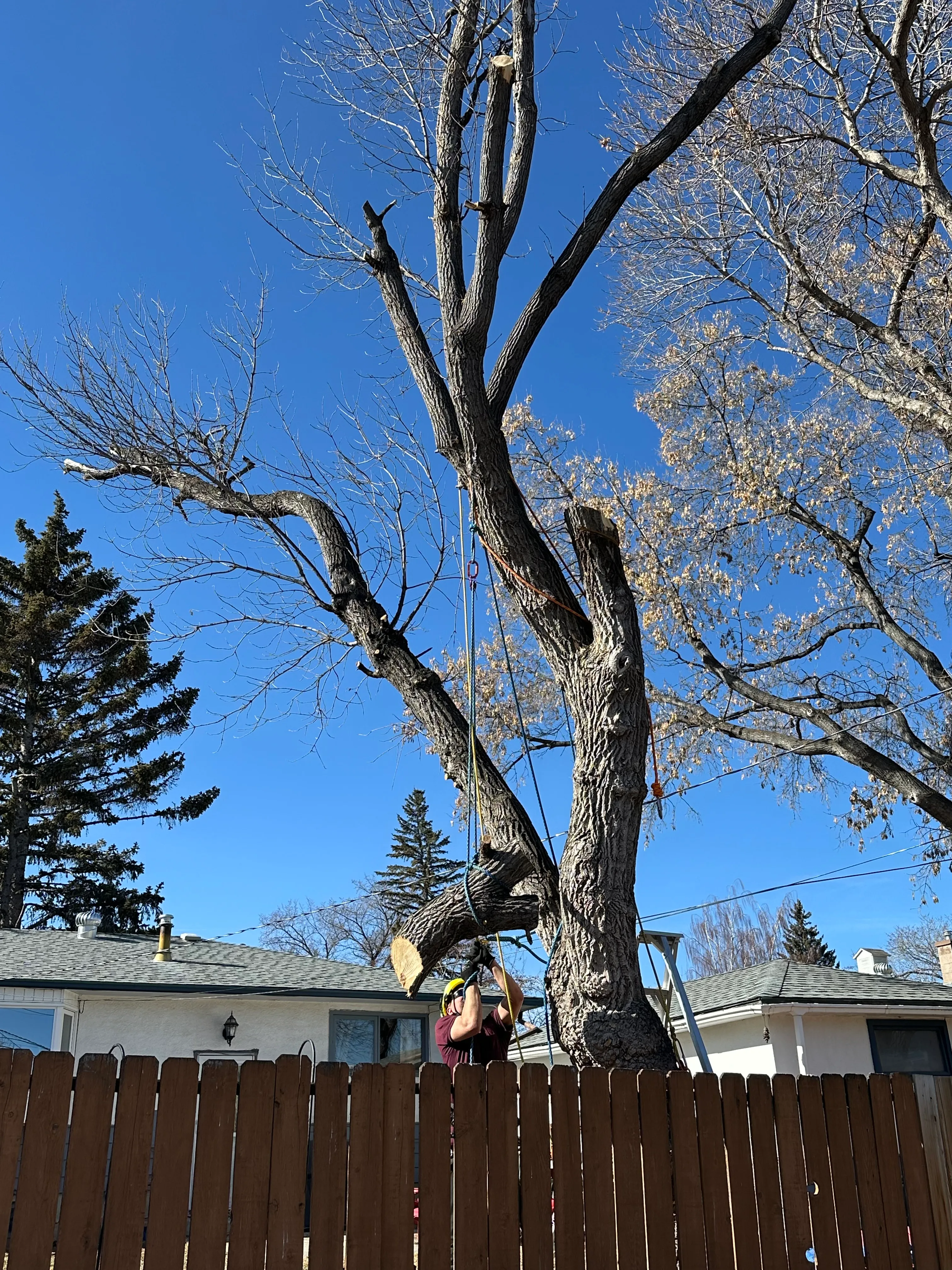 removal_maple_2025_7