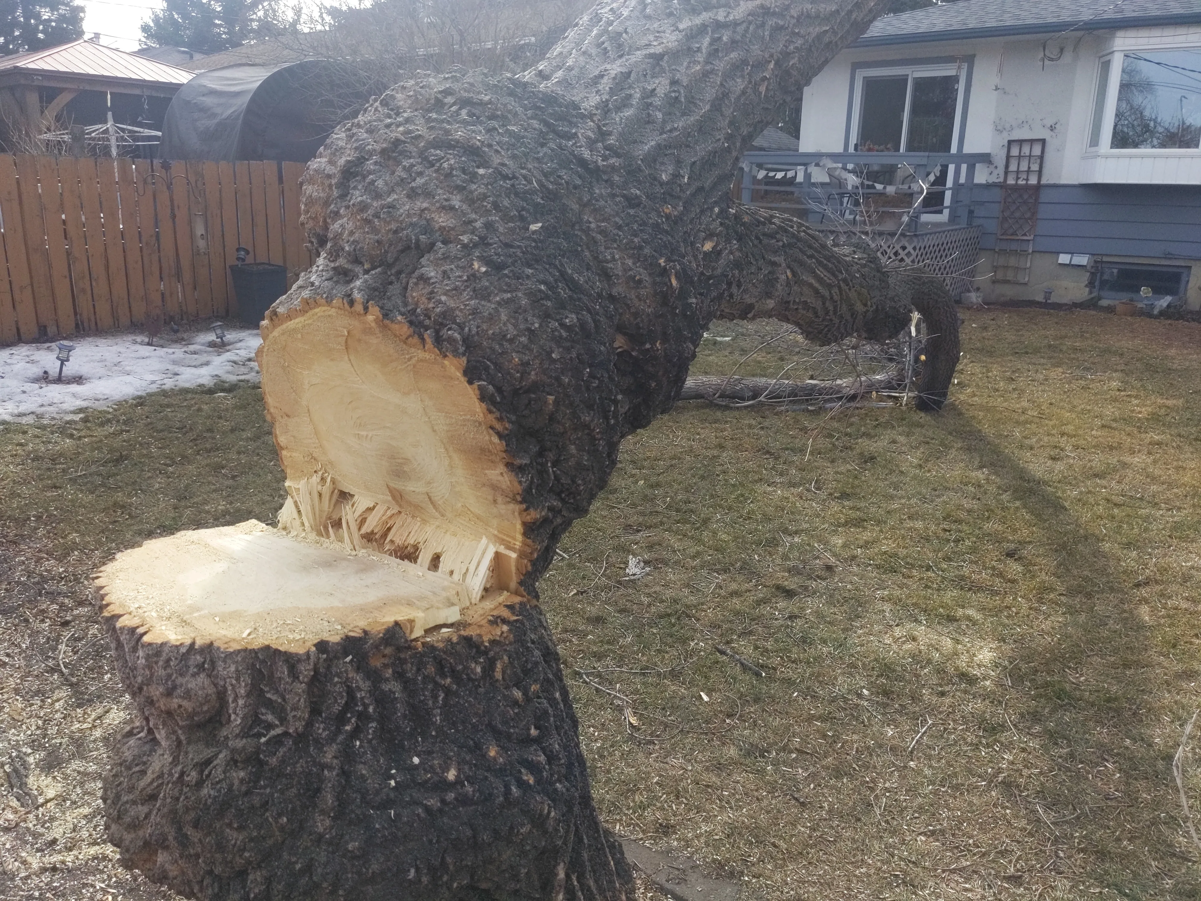 removal_maple_2025_8