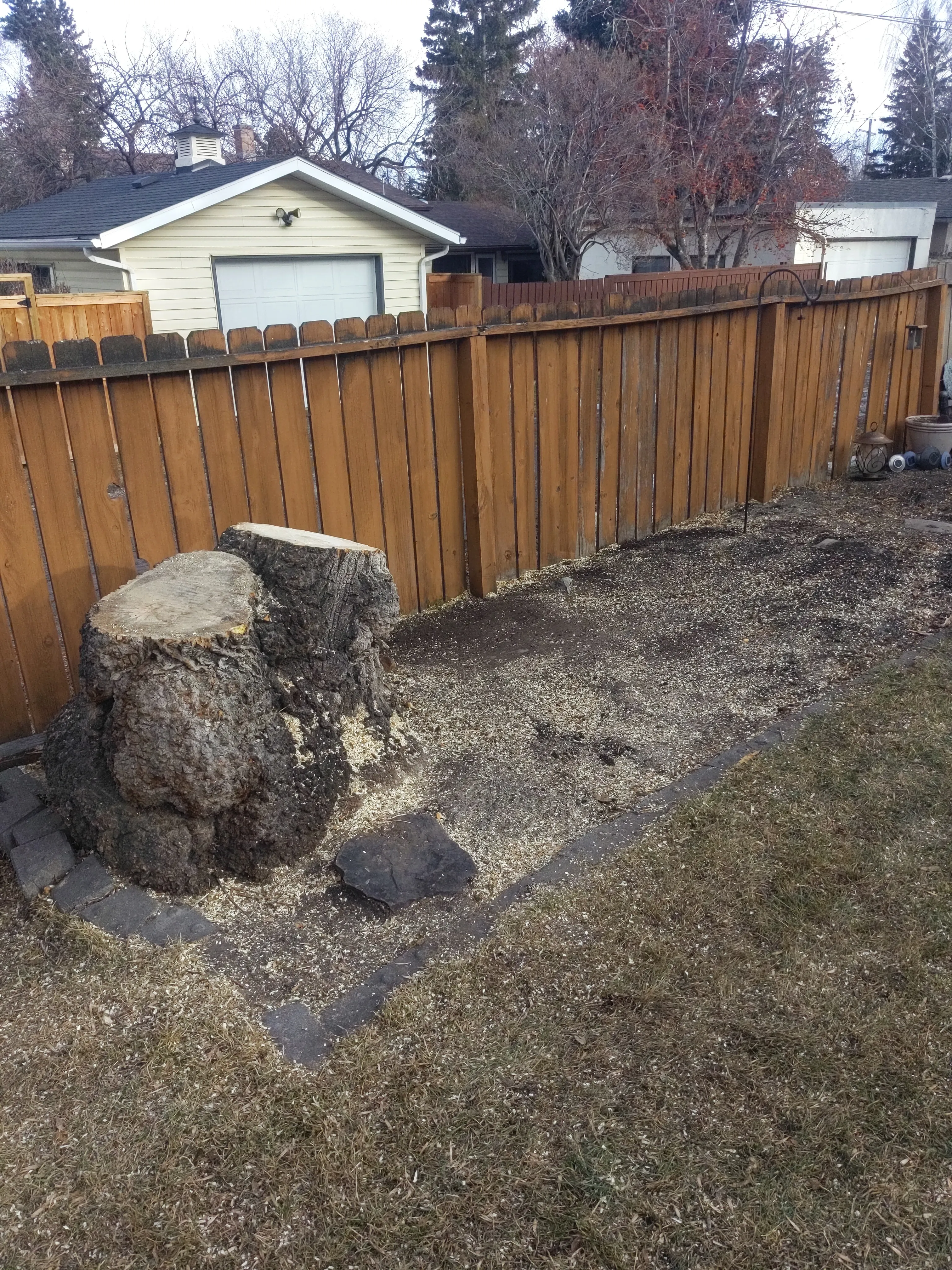removal_maple_2025_9